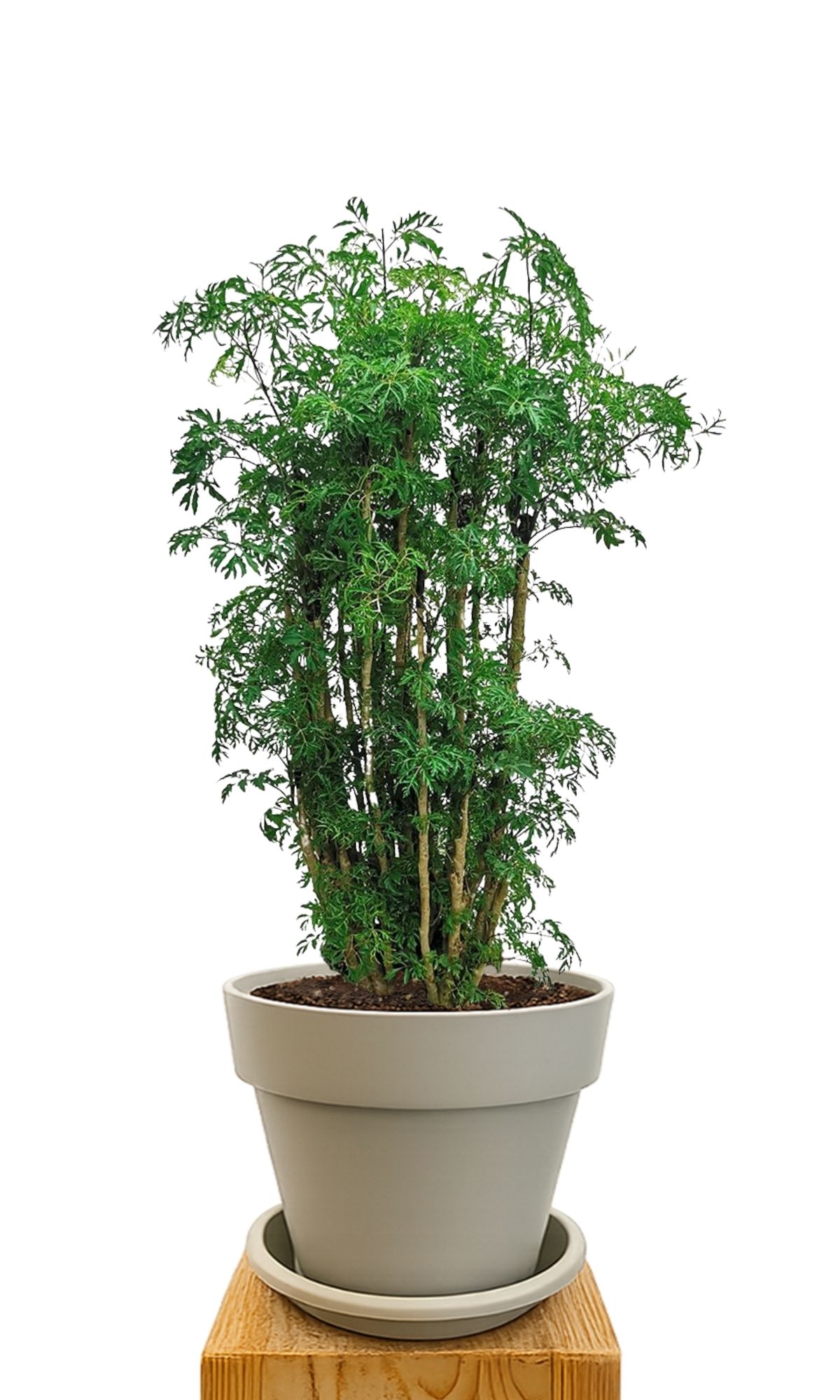 Plant kit 30 Sand